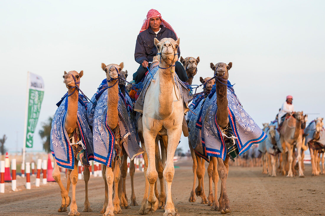 Kamele im Training auf der Rennstrecke in Dubai, Vereinigte Arabische Emirate, Vereinigte Arabische Emirate