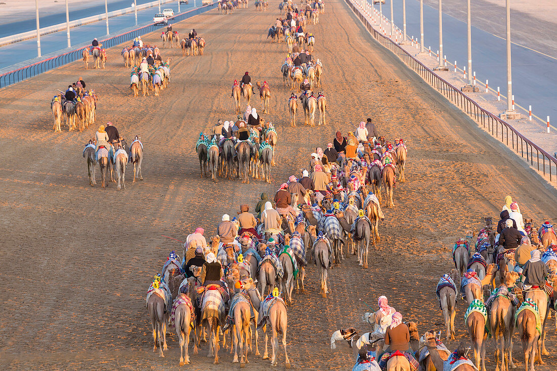 Racing camels, Dubai, United Arab Emirates, UAE