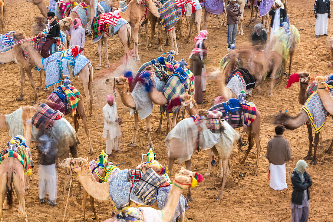Kamele und Jockeys vor einem Rennen in Dubai, Vereinigte Arabische Emirate