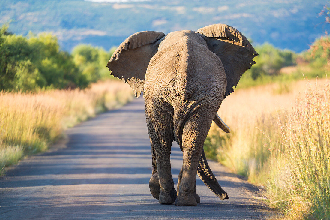 Elefant auf der Straße, Pilanesburg-Nationalpark nahe Johannesburg, Südafrika