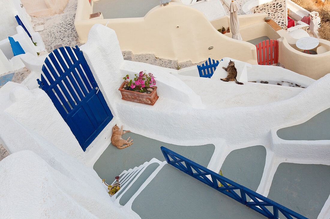 Cats, Oia, Santorini, Cyclades islands, Greece