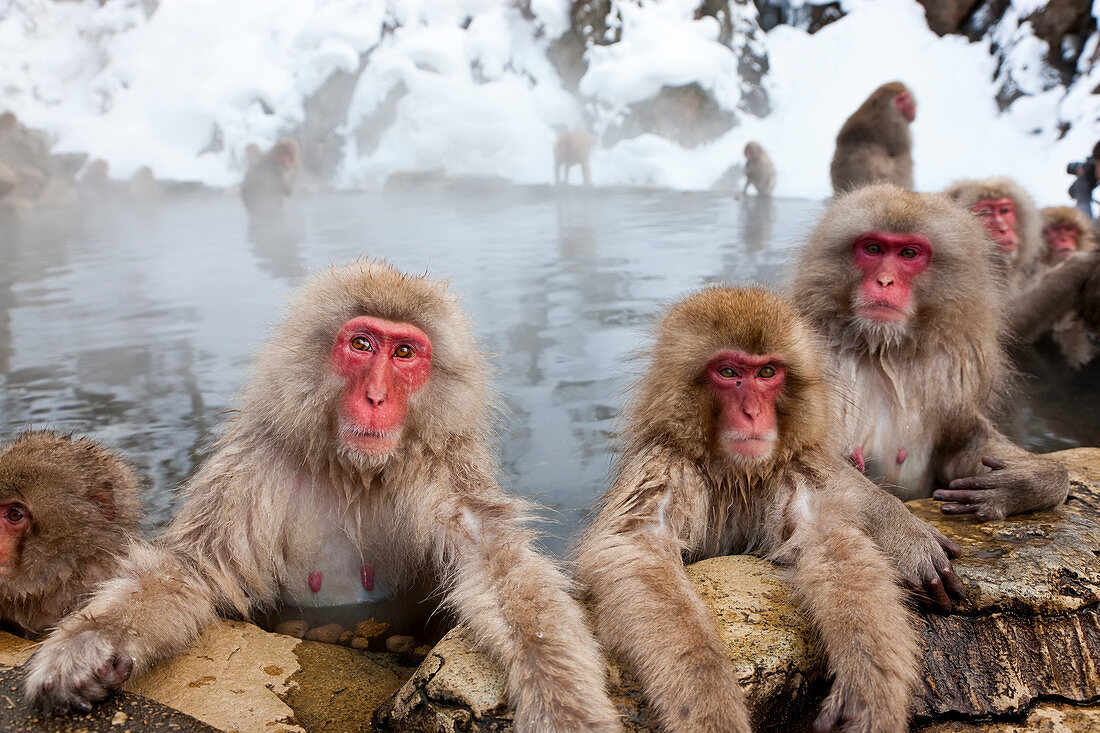 Japanischer Makaken (Macaca fuscata), auch Schneeaffe, Joshin-etsu-Nationalpark, Honshu, Japan