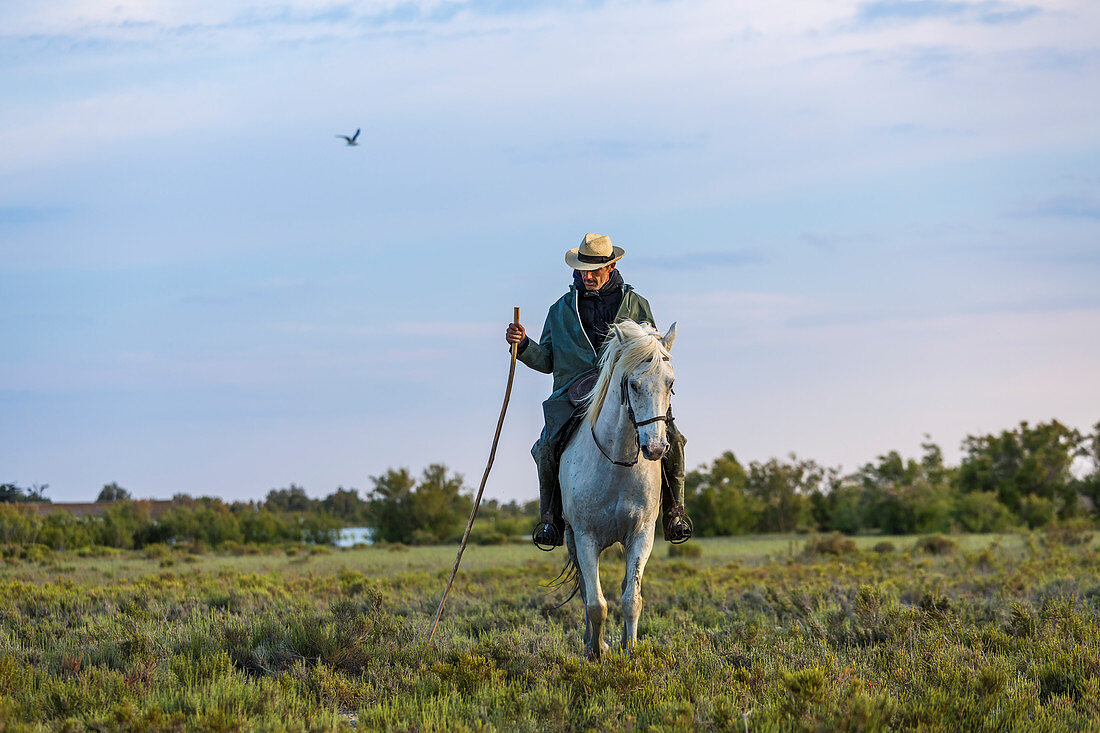 Guardian, cowboy and horseman of the Camargue, France