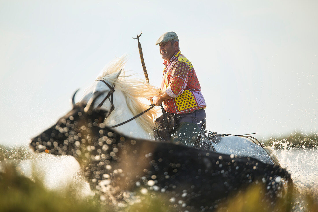 Gardian, Cowboy treibt Stiere durch das Wasser, Camargue, Frankreich