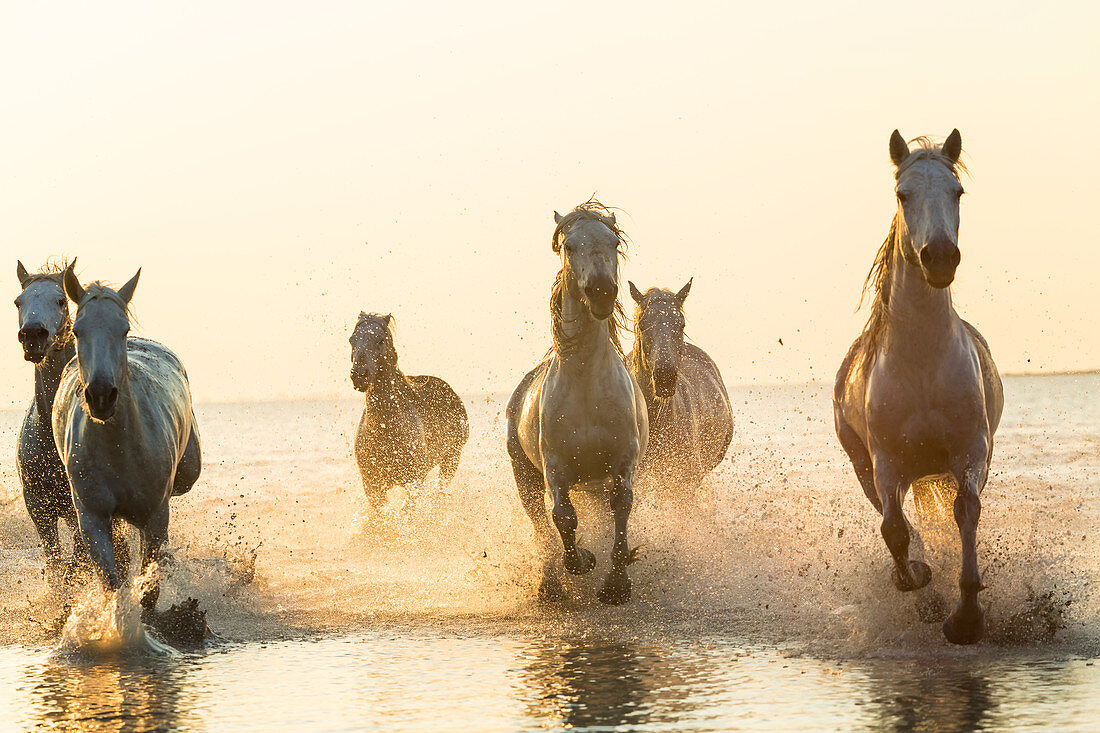 Weiße Pferde laufen durchs Wasser, Camargue, Frankreich
