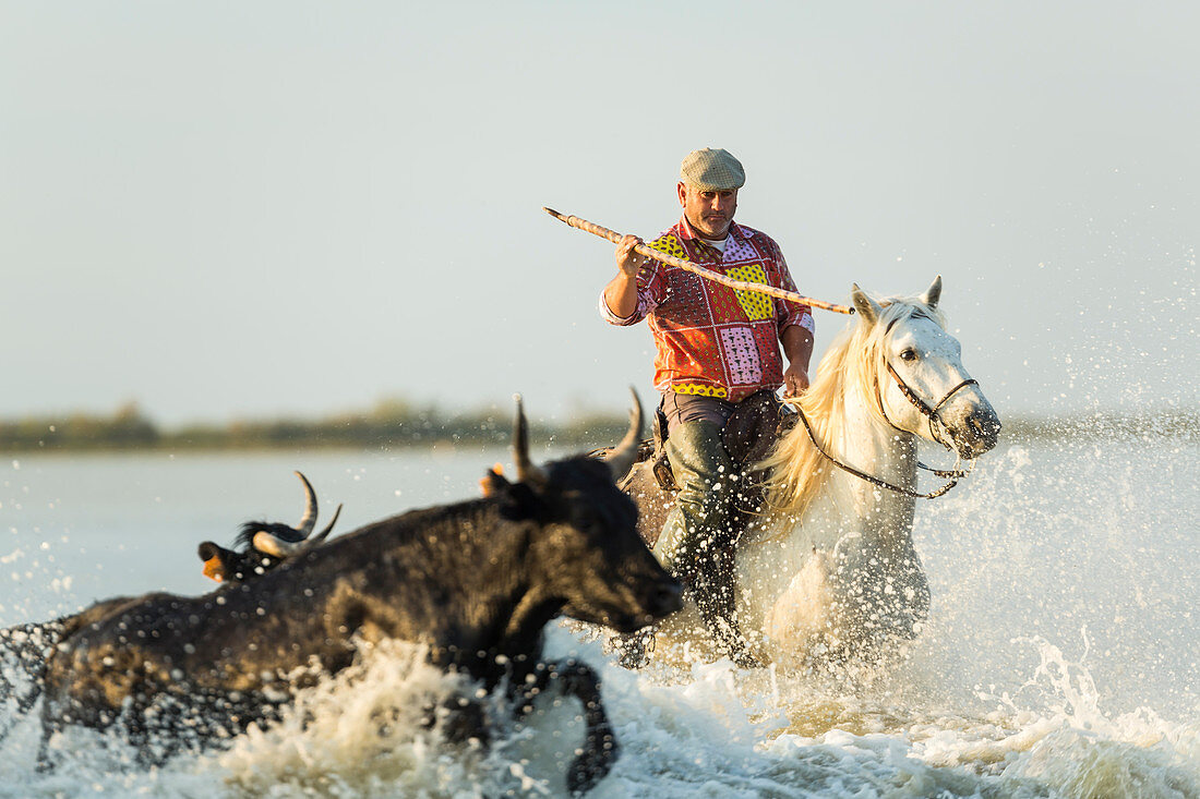 Gardian, Cowboy treibt Stiere durch das Wasser, Camargue, Frankreich