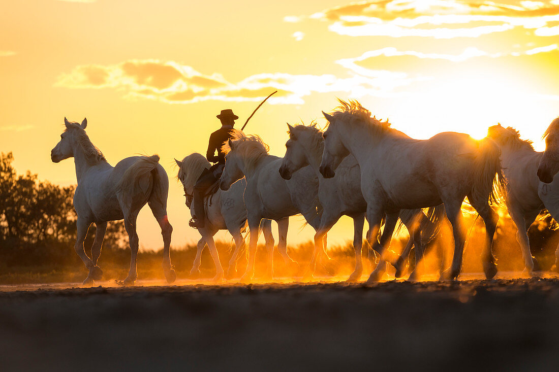 Cowboy herding wild horses at sunset