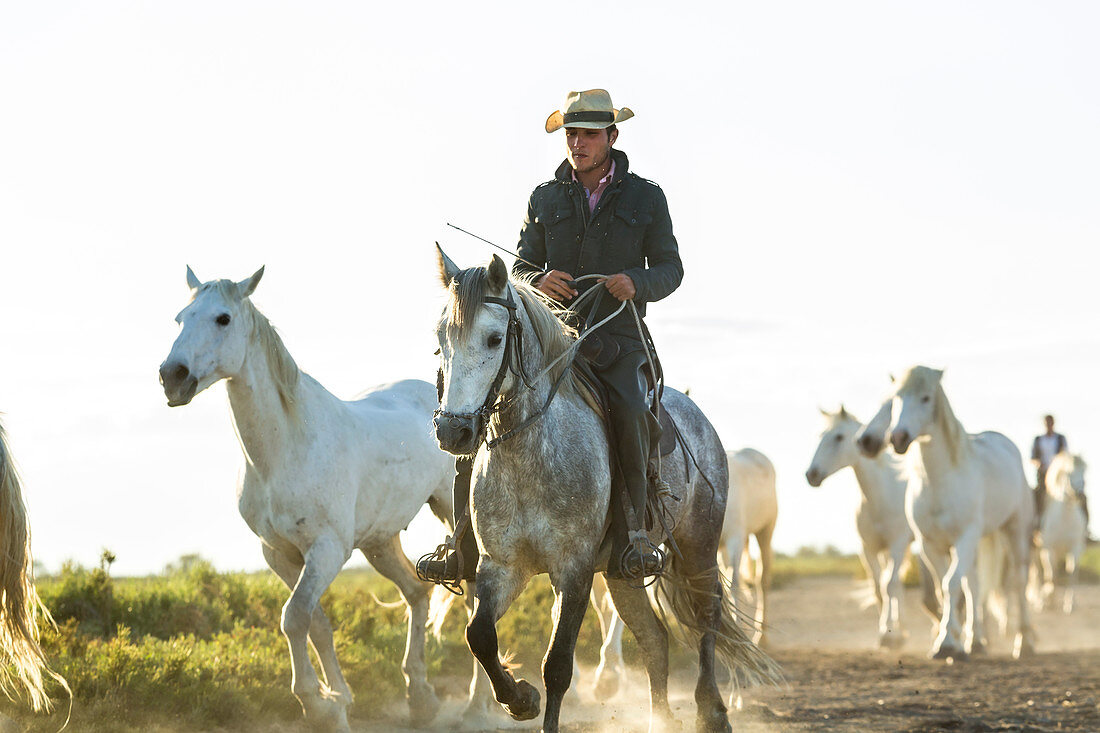 Gardian, Cowboy und Reiter der Camargue mit weißen Pferden, Camargue, Frankreich