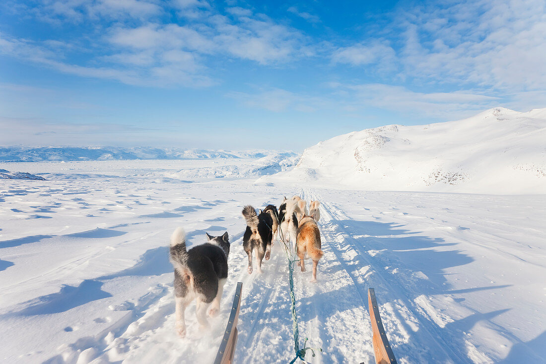 Dog sledding, E. Greenland