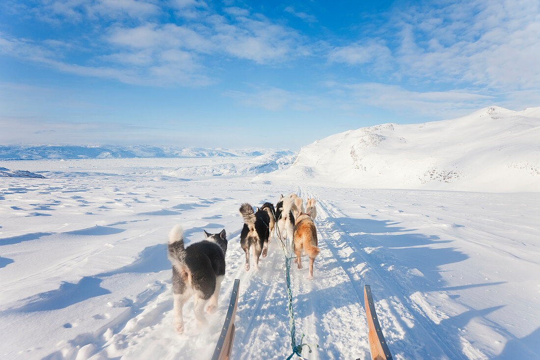 Hundeschlittenfahren, Grönland