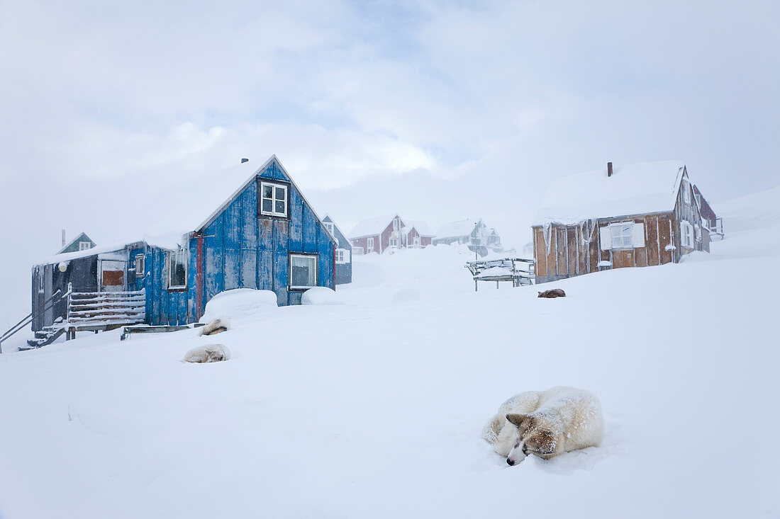 Husky im Schnee vor Häusern, Tasiilaq, Grönland