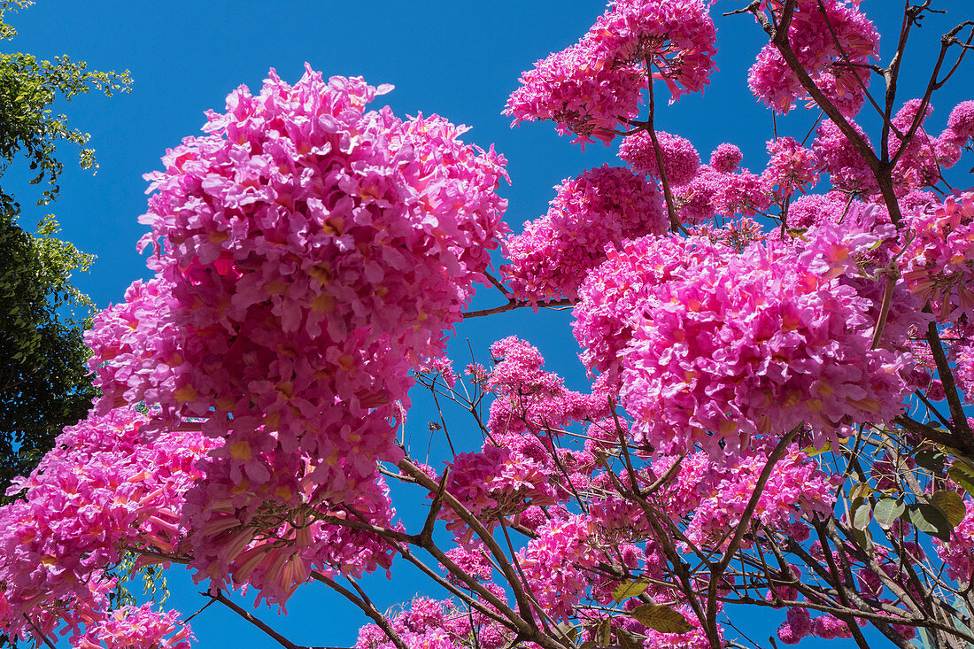 Roter Lapacho (Handroanthus impetiginosus), Brasilien