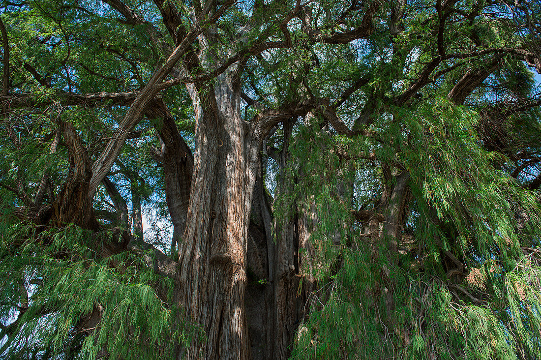 Blick in das Kronendach des Baumes El Arbol del Tule (Tule-Baum, Montezuma-Zypresse), auf dem Kirchengelände im Stadtzentrum von Santa Maria del Tule im mexikanischen Bundesstaat Oaxaca, etwa 9 km östlich der Stadt Oaxaca an der Straße nach Mitla, Südmexiko.