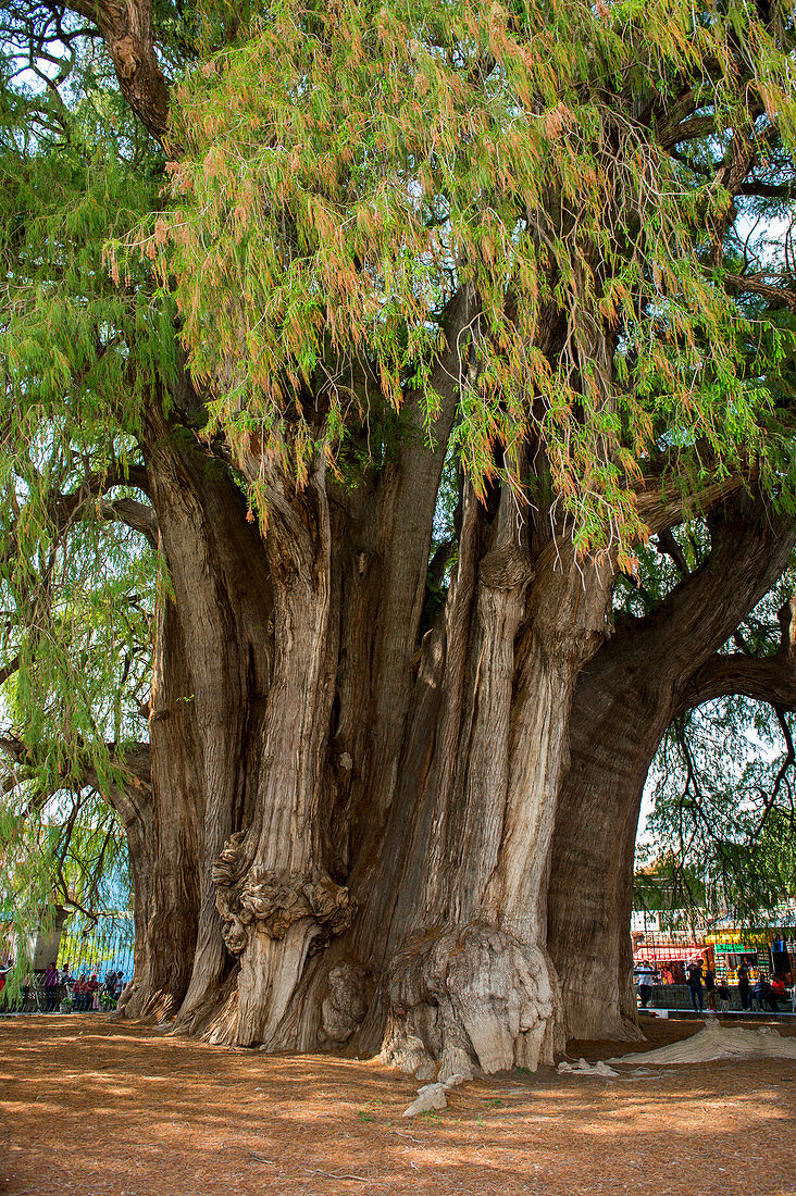 El Arbol del Tule (Tule-Baum, Montezuma-Zypresse) ist ein Baum auf dem Kirchengelände im Stadtzentrum von Santa Maria del Tule im mexikanischen Bundesstaat Oaxaca, etwa 9 km östlich der Stadt Oaxaca an der Straße nach Mitla. Südmexiko.