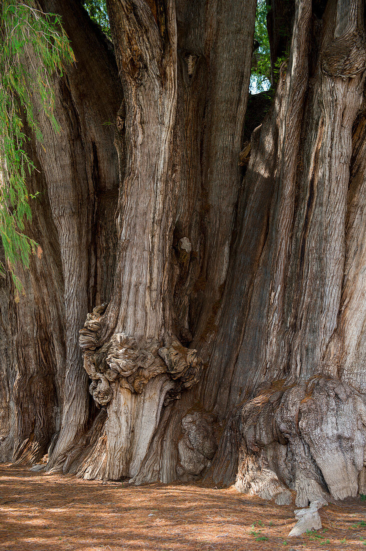 Riesiger Wuchs auf dem El Arbol del Tule (Tule-Baum, Montezuma-Zypresse), auf dem Kirchengelände im Stadtzentrum von Santa Maria del Tule im mexikanischen Bundesstaat Oaxaca, etwa 9 km östlich der Stadt Oaxaca an der Straße nach Mitla, Südmexiko