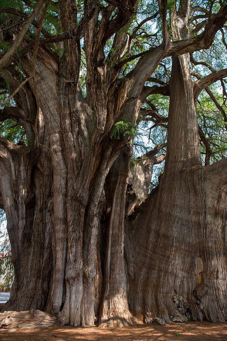 El Arbol del Tule (Tule-Baum, Montezuma-Zypresse) ist ein Baum auf dem Kirchengelände im Stadtzentrum von Santa Maria del Tule im mexikanischen Bundesstaat Oaxaca, etwa 9 km östlich der Stadt Oaxaca an der Straße nach Mitla. Südmexiko.