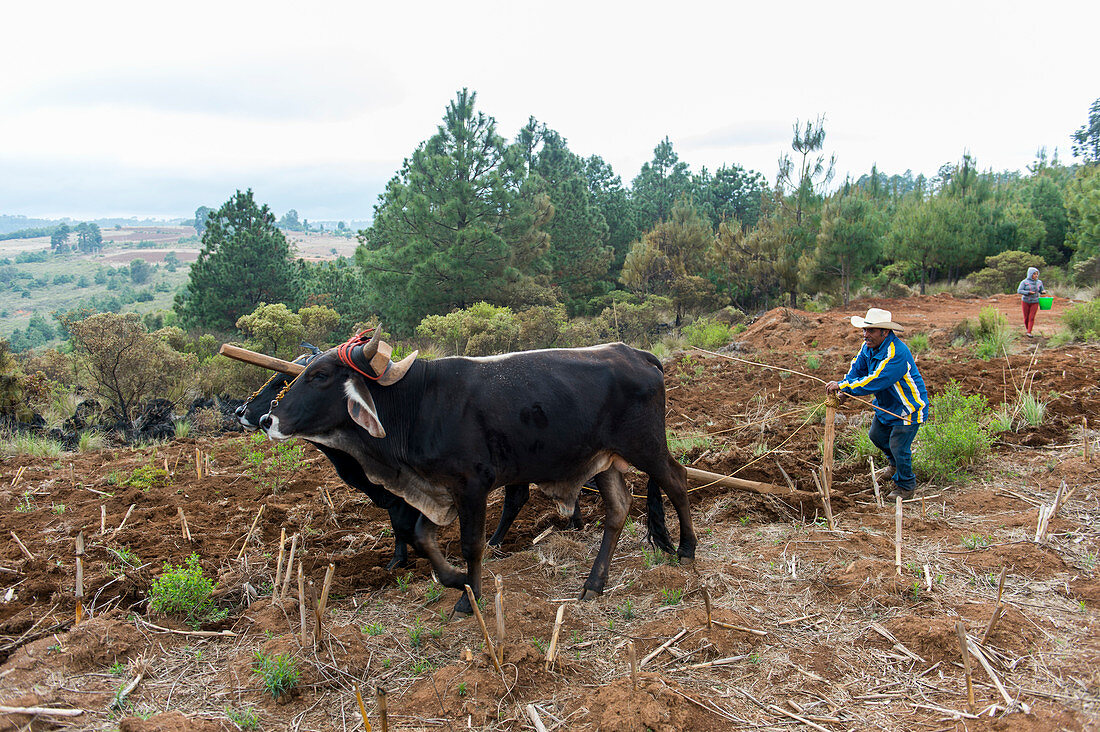 Ein Bauer pflügt sein Feld mit Ochsen in der Nähe des mixtekischen Dorfes San Juan Contreras in der Nähe von Oaxaca, Mexiko.