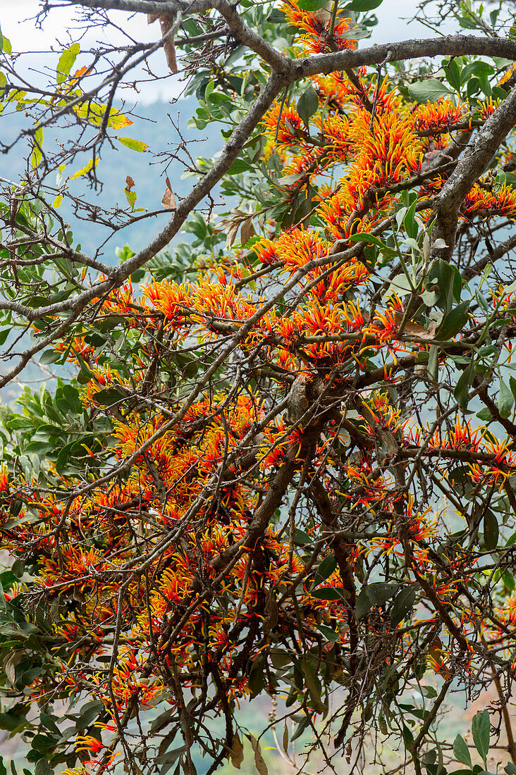 Parasitäre Pflanzen in Bäumen in der Nähe des mixtekischen Dorfes San Juan Contreras in der Nähe von Oaxaca, Mexiko.