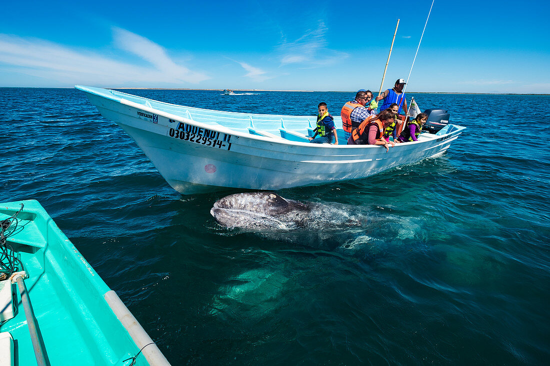 Walbeobachtung in der Magdalena Bay in Baja California Sur im Norden Mexikos