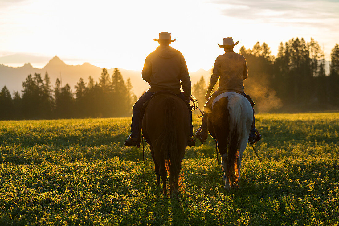 Cowboy reitet über Grasland mit Bergen dahinter, früher Morgen, Britisch-Kolumbien, Kanada