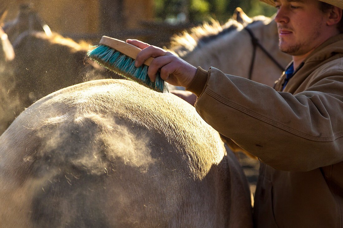 Cowboy striegelt Pferd auf Ranch, Britisch-Kolumbien, Kanada