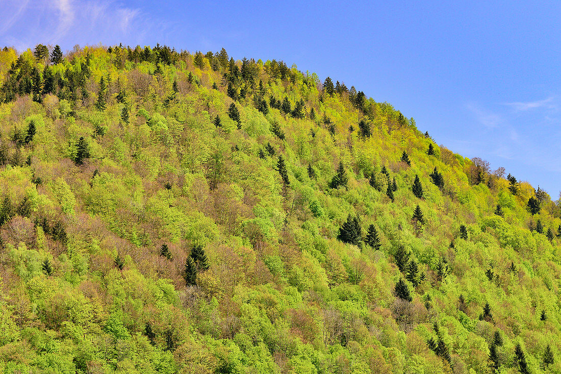 Bewaldeter Berg mit frischem Frühlingsgrün und blauem Himmel, Sternberg, Österreich