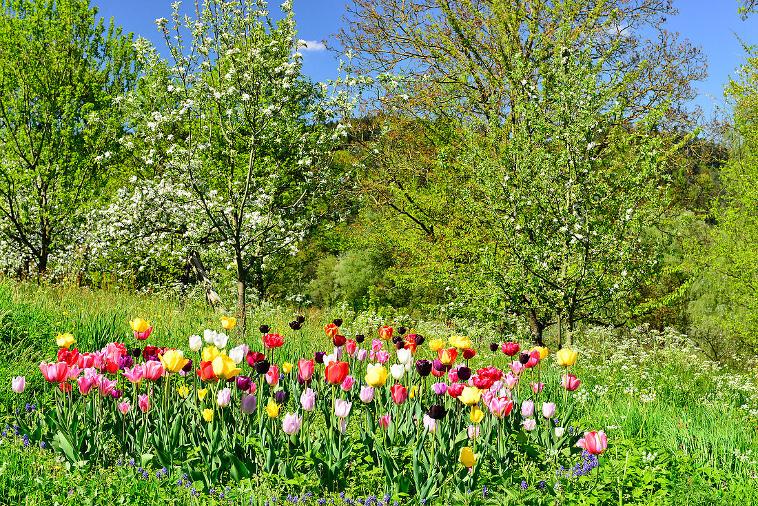 Colorful tulip meadow and blossoming trees on a wonderful spring day, Ybbs an der Donau, Austria