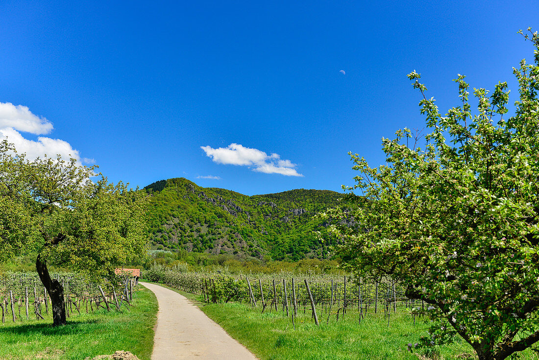 Donauradweg zwischen Marillenplantagen und Weinreben in Dürnstein, Österreich