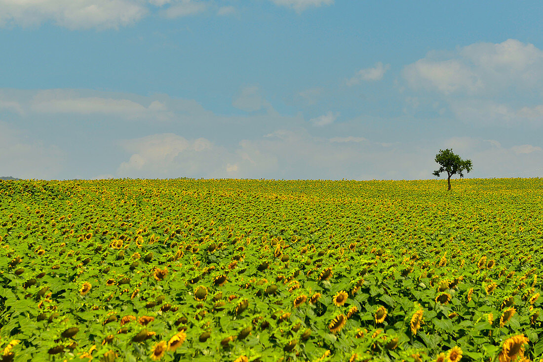 A small tree stands in the middle of a large sunflower field, near Perugia, Italy