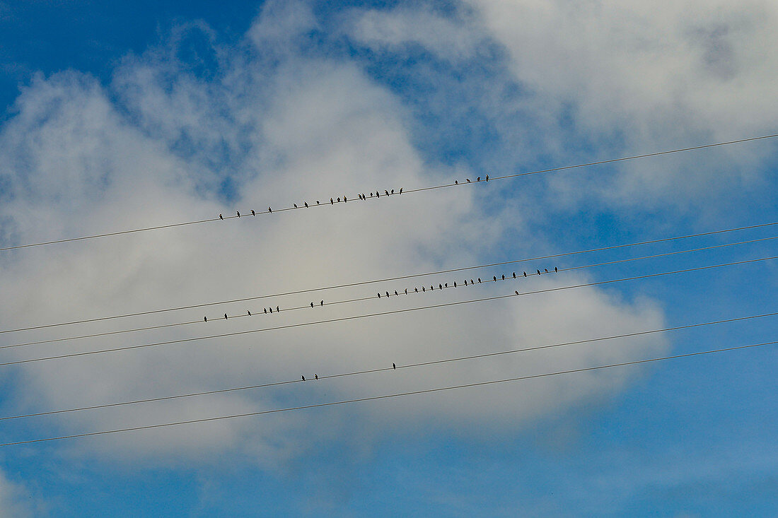 Many birds sit next to each other on power lines, near Merzig, Saarland, Germany
