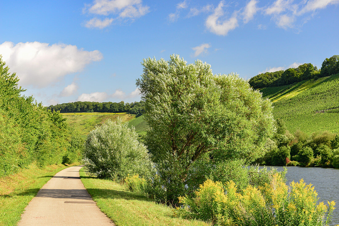 Vineyards and lovely landscape on the Saar near Saarburg, Germany