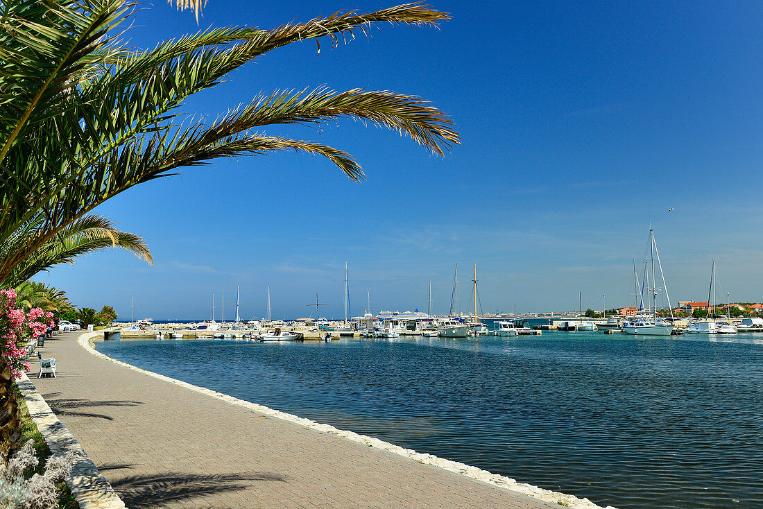 Marina with palm tree and promenade, Bibinje near Zadar, Croatia