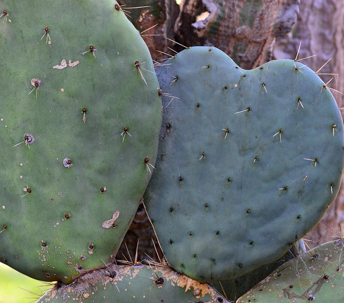 Herzförmiger Kaktus in einem Park bei Luz, Algarve, Portugal