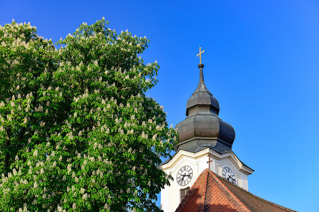 Kirchturm und blühender Kastanienbaum in Zwentendorf an der Donau, Wachau, Niederösterreich, Österreich