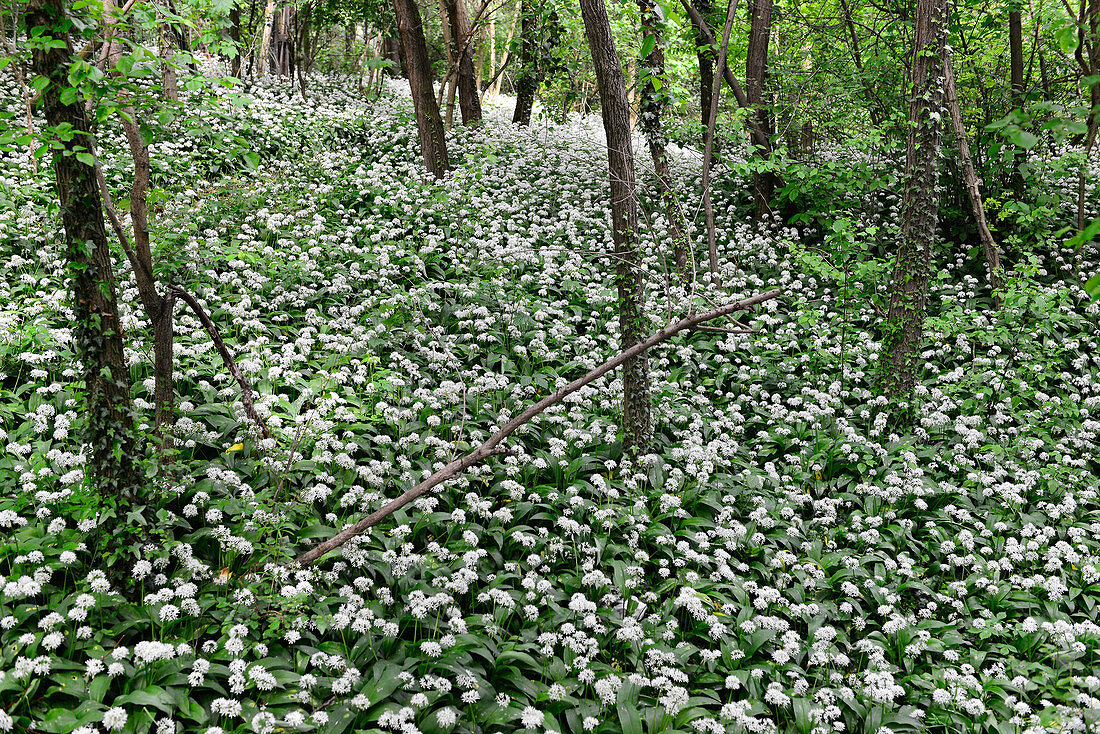 Bärlauchfelder im Wald an der Donau, Zwentendorf, Wachau, Niederösterreich, Österreich