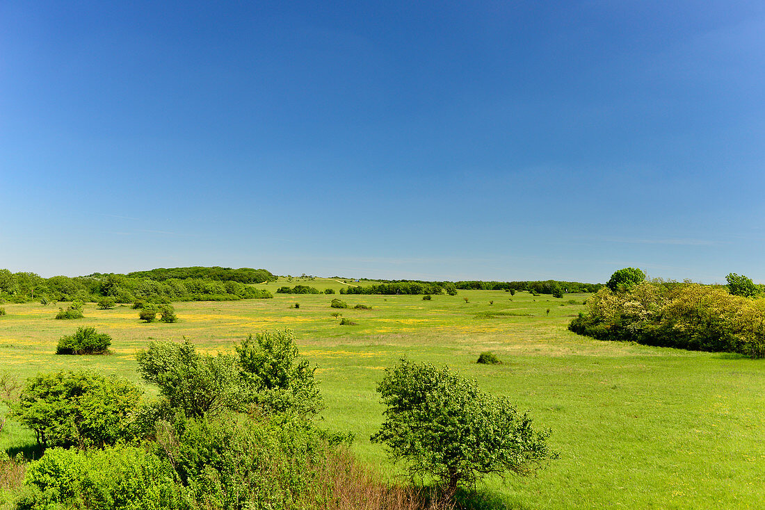 Weite Landschaft mit Feldern und Bäumen bei perfekt blauem Himmel, Bruck an der Leitha, Niederösterreich, Österreich