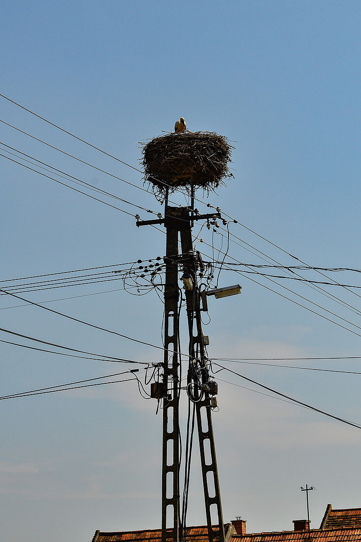 Mast with a nest, a stork and power cables at Fertorakos on Lake Neusiedl, Hungary