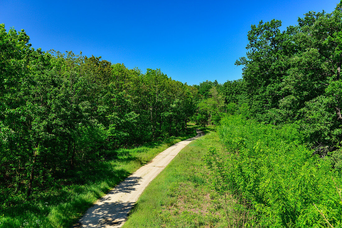 A lonely dirt road leads through the forest near Vasvar, Hungary