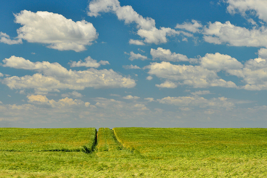 Spuren in einem Kornfeld und blauer Himmel, bei Nadasd, Ungarn