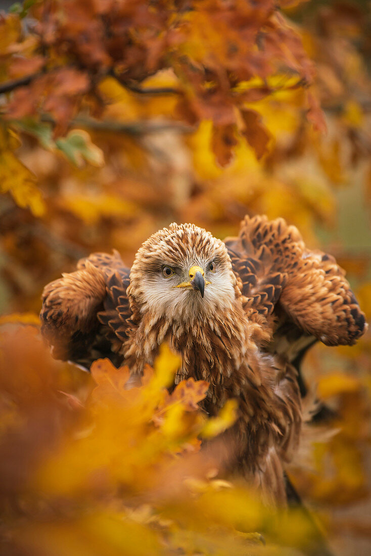 Rotmilan, Milvus milvus, thront in einer herbstlichen Eiche zwischen orange und gelb gefärbten Blättern.