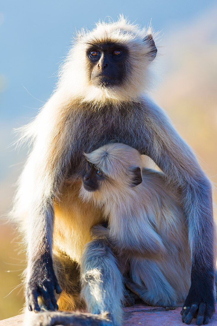 Nachkommen von Grauen Hanuman-Langur-Affen in Jaipur, Rajasthan, Indien