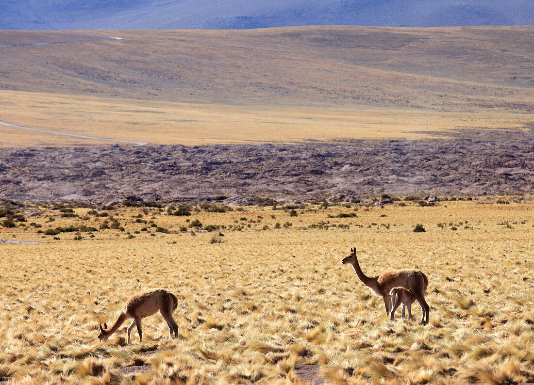 Chile, Antofagasta Region, Atacama Desert, Andes Mountains, vicunas, vicugna vicugna, 