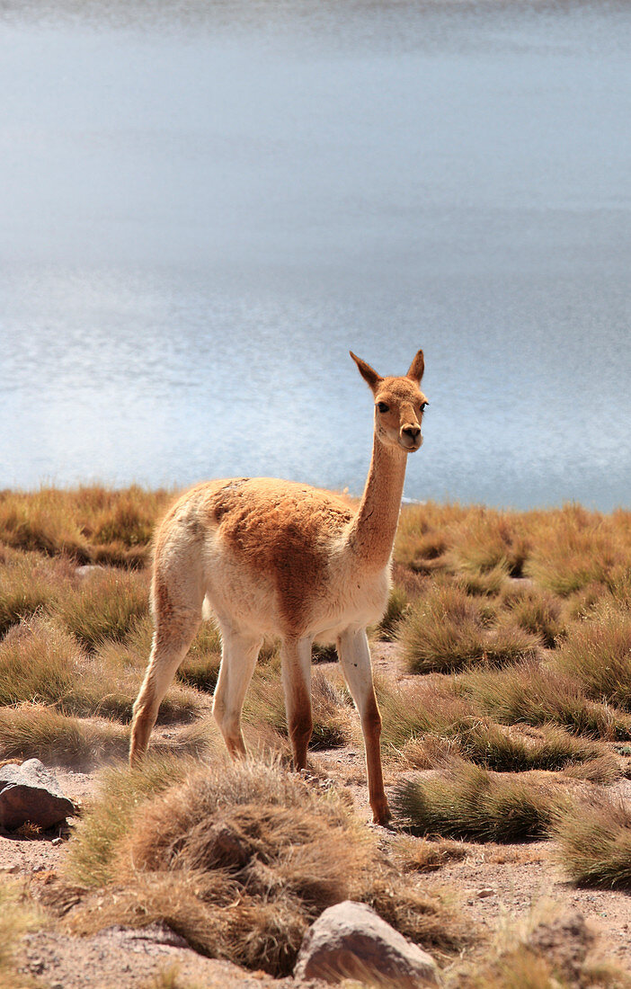 Chile, Antofagasta Region, Andes Mountains, Laguna Miscanti, vicuna, vicugna vicugna, 