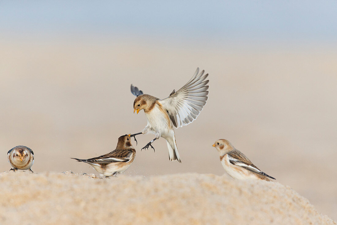 Schneeammer (Plectrophenax nivalis) 2 Weibchen in Wintergefieder, kämpfen am Strand, Horsey, Norfolk, Januar