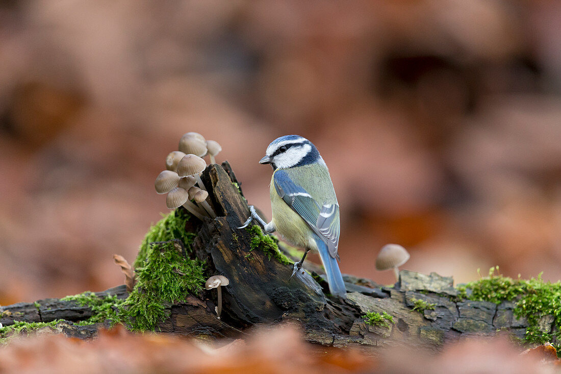Blue Tit (Cyanistes caeruleus) adult, perched on log with fungi on woodland floor, Suffolk, England, December