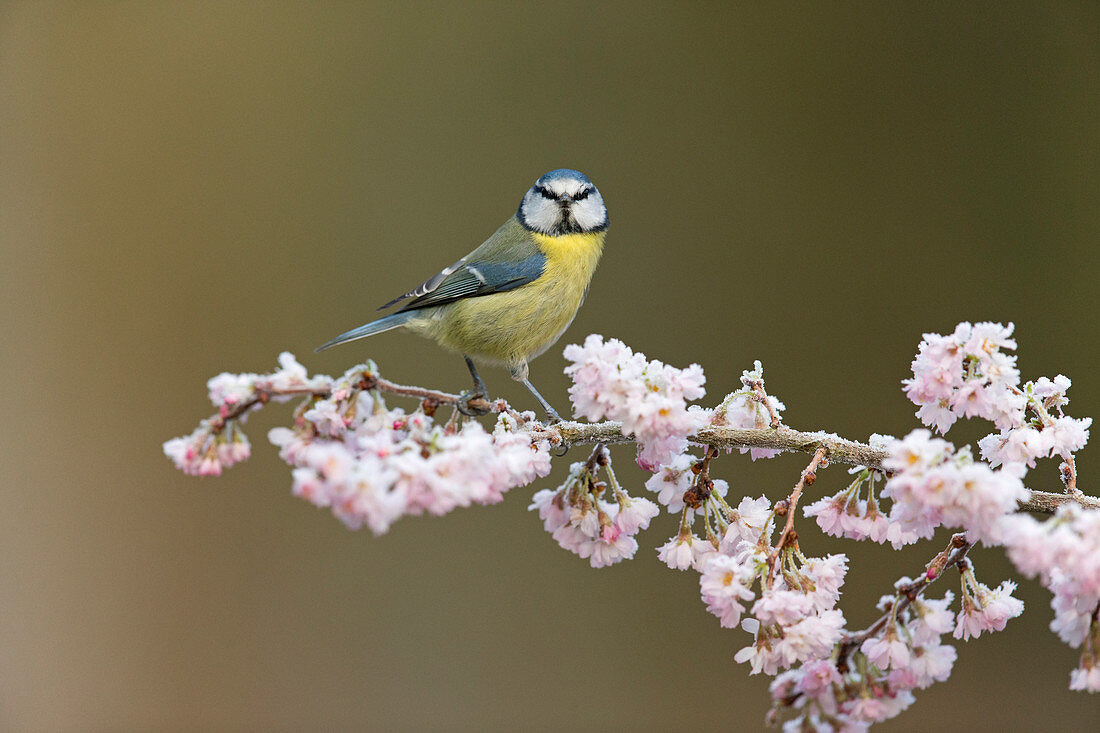 Blue Tit (Cyanistes caeruleus) adult, perched on frost covered twig with blossom, Suffolk, England, January