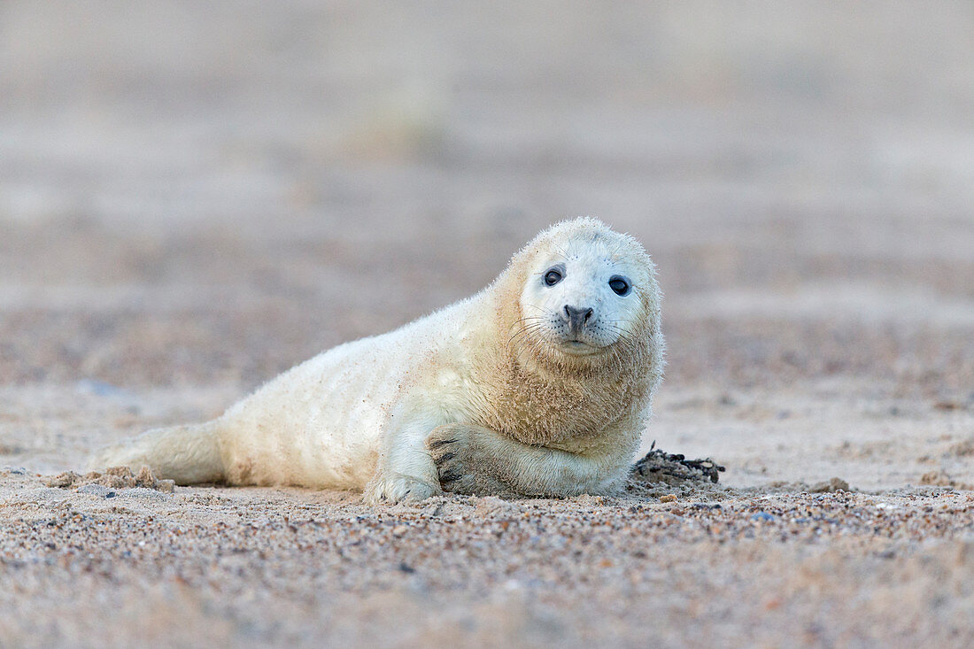 Grey Seal (Halichoerus grypus) whitecoat pup, resting on sandy beach, Horsey, Norfolk, England, December