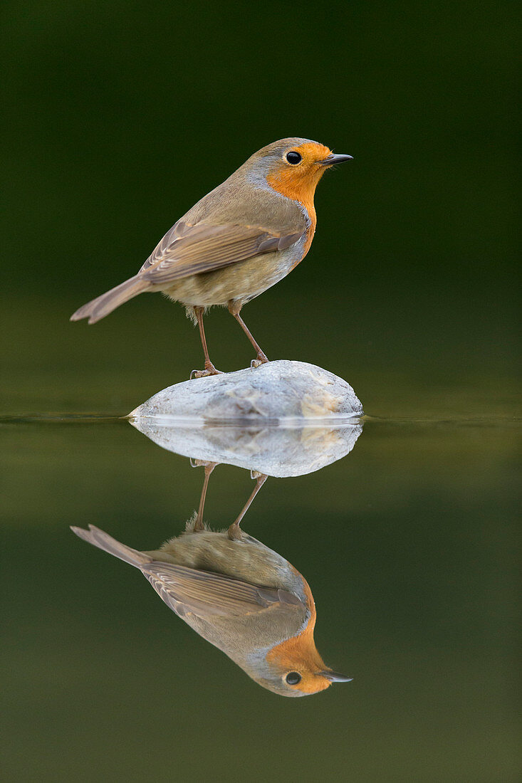 European Robin (Erithacus rubecula) adult, perched on stone in water with reflection, Suffolk, England, December