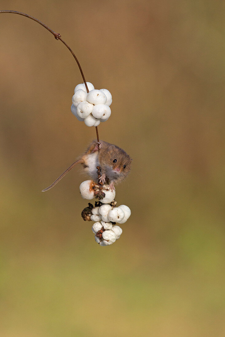 Harvest Mouse (Micromys minutus) adult standing on Snowberry twig with berries, Suffolk, England, UK, November, controlled subject