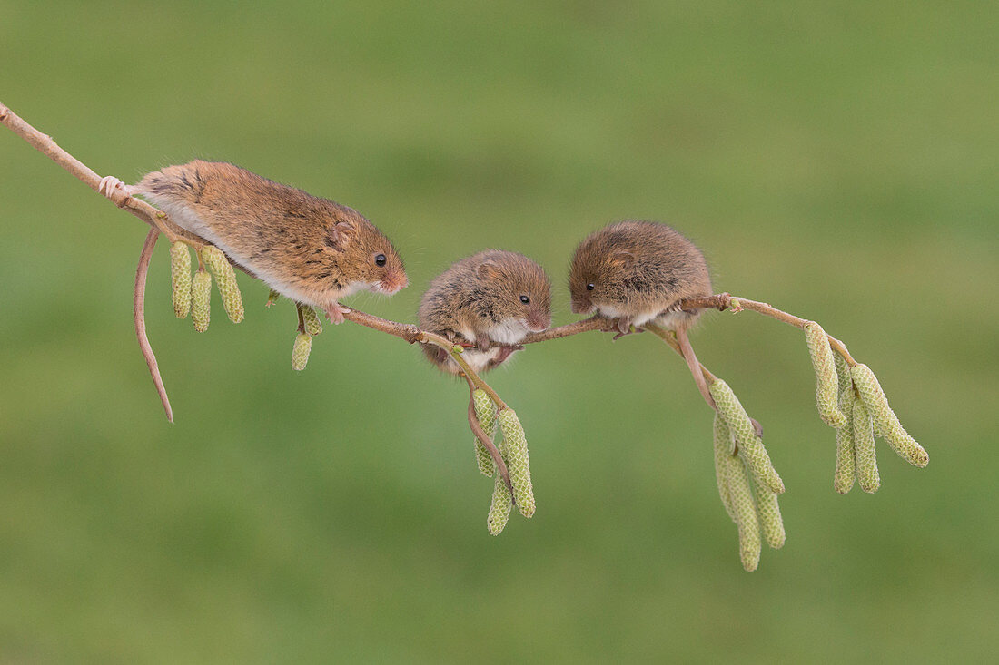 Harvest Mouse (Micromys minutus) adult and 2 young on twig with catkins, Suffolk, England, UK, January, controlled subject